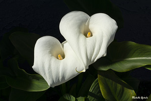 Calla Lilly