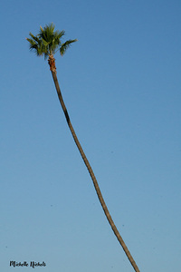 Just One Palm Tree
