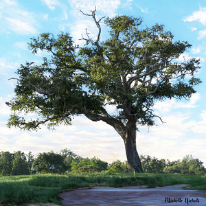 Long Beach MS Tree