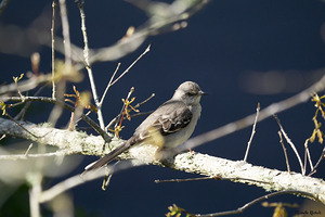 Mockingbird