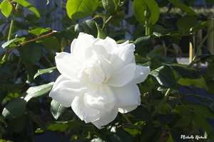 White Cam