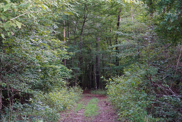 Forest Path Print