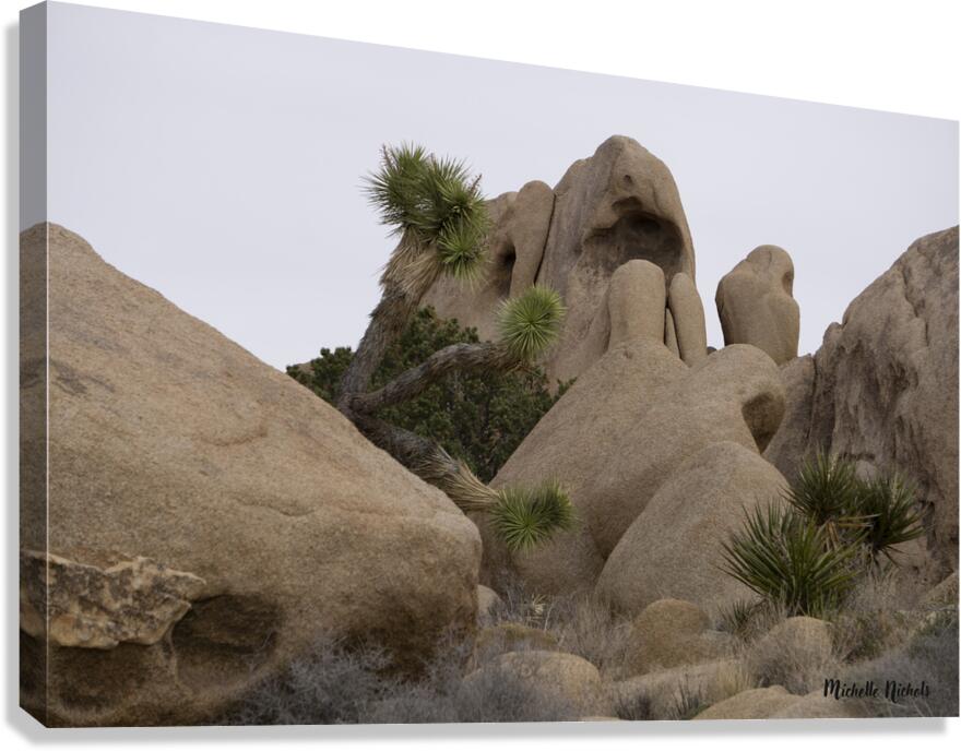 Joshua Tree Bolders Canvas Print