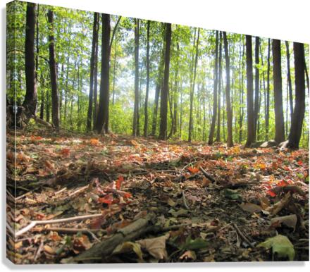 Landscape (47) Canvas Print