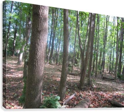 Landscape (188) Canvas Print