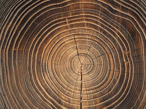 cut tree rings