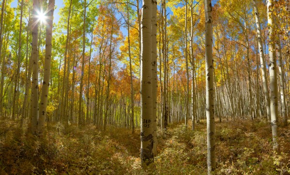 Aspen Meditaion by John Freeman