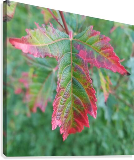 Maple Leaf Canvas Print
