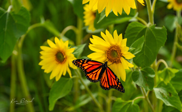 Sunflower Fields and Monarch Butterflies by Kim Ricard