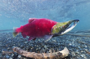 Underwater view of a male Sockeye Salmon in Power Creek near Cordova, Southcentral Alaska