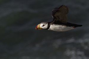 Horned puffin (Fratercula corniculata) in flight over ocean, Walrus Islands State Game Sanctuary, Round Island, Bristol Bay, Western Alaska