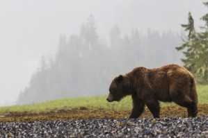 Grizzly bear walking on shore of Khutzymateen Grizzly Bear Sanctuary; Prince Rupert, British Columbia, Canada