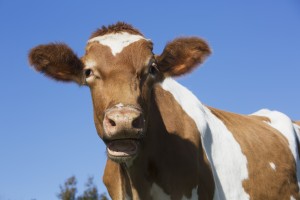 Guernsey dairy cow; Granby, Connecticut, United States of America