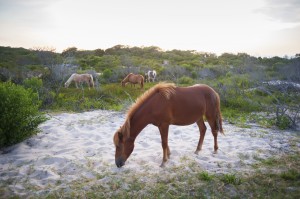 Horses grazing at Assateague Island National Seashore; Maryland, United States of America