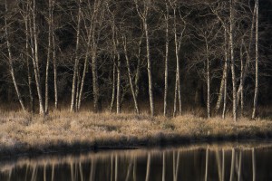 Alders reflect in water on a winter afternoon; Cathlamet, Washington, United States of America