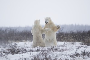 Polar bears (ursus maritimus) sparring in the snow during winter near Churchill; Manitoba, Canada