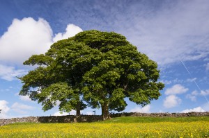Sycamore tree on the edge of a traditional upland hay meadow; Cumbria, England