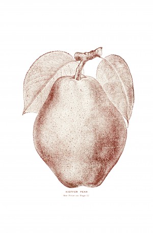 Historic illustration of Kieffer Pear from 20th century.