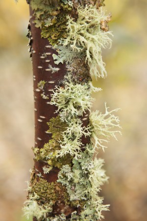 Moss growing on a birch tree trunk; Thunder Bay, Ontario, Canada