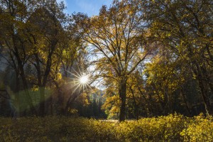 The late afternoon autumn sun shines through trees in Yosemite Valley, Yosemite National Park; California, United States of America