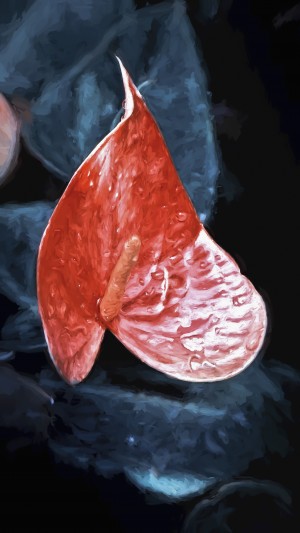 Red Anthurium flower; Honolulu, Oahu, Hawaii, United States of America