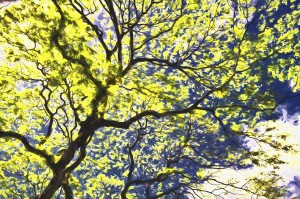 Yellow flowering tree with the Monet effect; Honolulu, Oahu, Hawaii, United States of America
