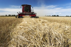 Combine harvesting a row of cut barley with blue sky and clouds; Acme, Alberta, Canada