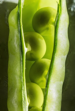 Close up of peas in a pea pod; Calgary, Alberta, Canada