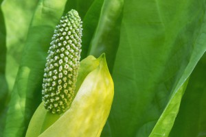 A young Western Skunk Cabbage (Lysichiton americanus) blooming; Ketchikan, Alaska, United States of America