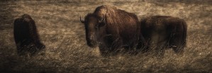 Bison (Bison bison athabascae) grazing, Elk Island National Park; Alberta, Canada