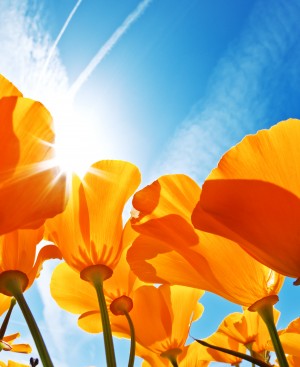 Field of Flowers with Blue Sky, Macro View