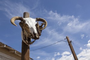 A sheep skull on Route 66 near Seligman; Arizona, United States of America