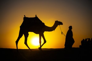 An Egyptian man silhouetted by the setting sun, leads a camel across the desert; Cairo, Egypt