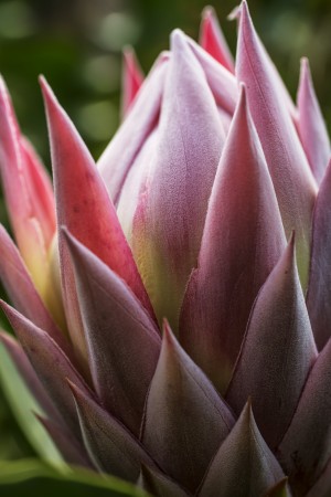 Close up of a pink tropical flower; Hawaii, United States of America