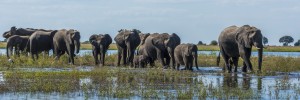 Panorama of elephants (Loxodonta africana) crossing shallow muddy river; Botswana