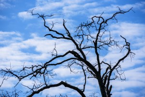 A dead tree is silhouetted against the sky; Tahlequah, Oklahoma, United States of America