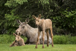 A cow moose (alces alces) relaxes on a lawn with her twin calves; Anchorage, Alaska, United States of America