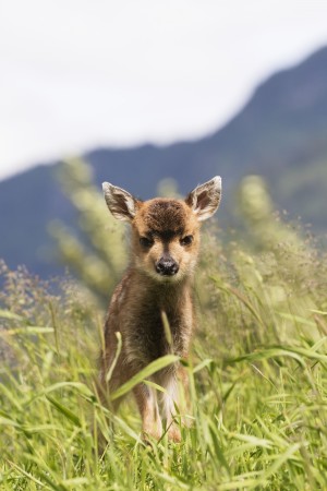 Sitka Black-tailed deer (Odocoileus hemionus sitkensis) fawn, captive in the Alaska Wildlife Conservation Center; Portage, Alaska, United States of America