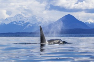 An Orca Whale (Killer Whale) (Orcinus orca) surfaces near Juneau, Lynn Canal, Chilkat Mountains, Inside Passage; Alaska, United States of America