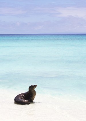 Sea lion on white sand beach with crystal clear turquoise water