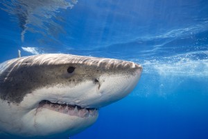 Great white shark (Carcharodon carcharias); Guadalupe Island, Mexico