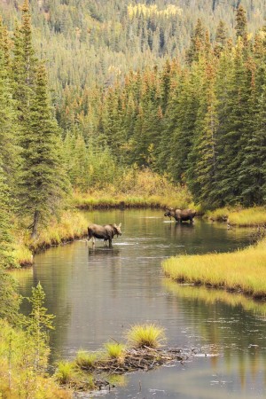 Bull and cow moose (alces alces) feeding in a shallow pond south of Cantwell, photo taken from Parks Highway common moose habitat; Alaska, United States of America