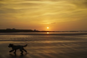 A dog runs across a wet beach with the golden sun setting in an orange sky along the coast and Bamburgh Castle in the distance; Bamburgh, Northumberland, England