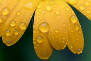 Close up of water droplets on yellow flower petals; South Shields, Tyne and Wear, England