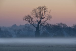 Leafless trees in the mist at sunrise; Surrey, England
