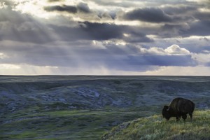 A lone bison (bison bison) grazes on the buttes of Grasslands National Park; Saskatchewan, Canada
