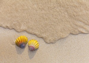 A set of two rare Hawaiian Sunrise Scallop Seashells, also known as Pecten Langfordi, in the sand at Lanikai beach; Honolulu, Oahu, Hawaii, United States of America