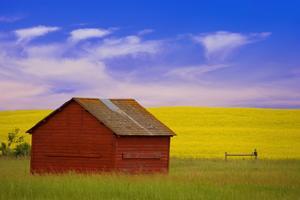 A Red Farm Building Against A Canola Field