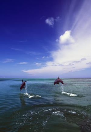 Two Bottlenose Dolphins Leaping Out Of Water, Caribbean Sea