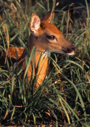 Young Deer Laying In Grass
